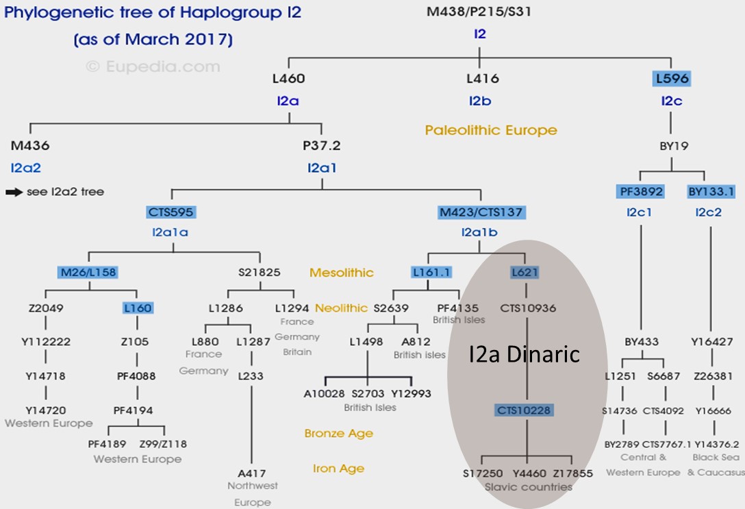 haplogrupa dynarska w drzewie YDNA I2